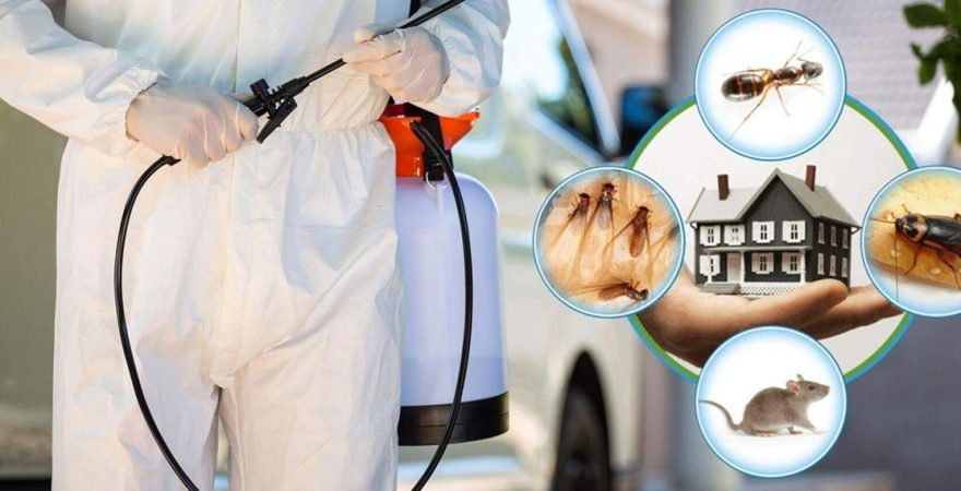 Büyükçekmece Böcek İlaçlama