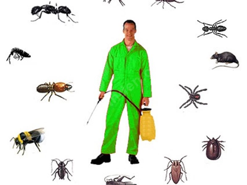 Büyükçekmece Böcek İlaçlama